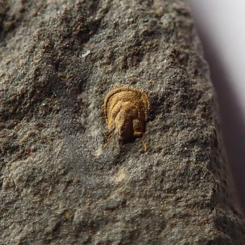 Hlavový krunýř - 2 mm (sag), Týřovice lůmek