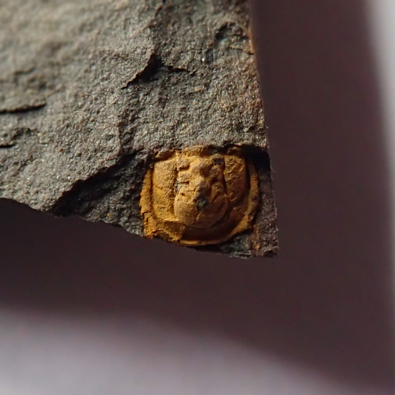 Hlavový krunýř - 2 mm (sag), Týřovice lůmek