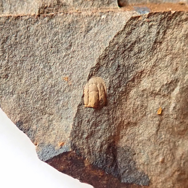 Hlavový krunýř - 2 mm (sag), Týřovice - Pod hruškou, 2025