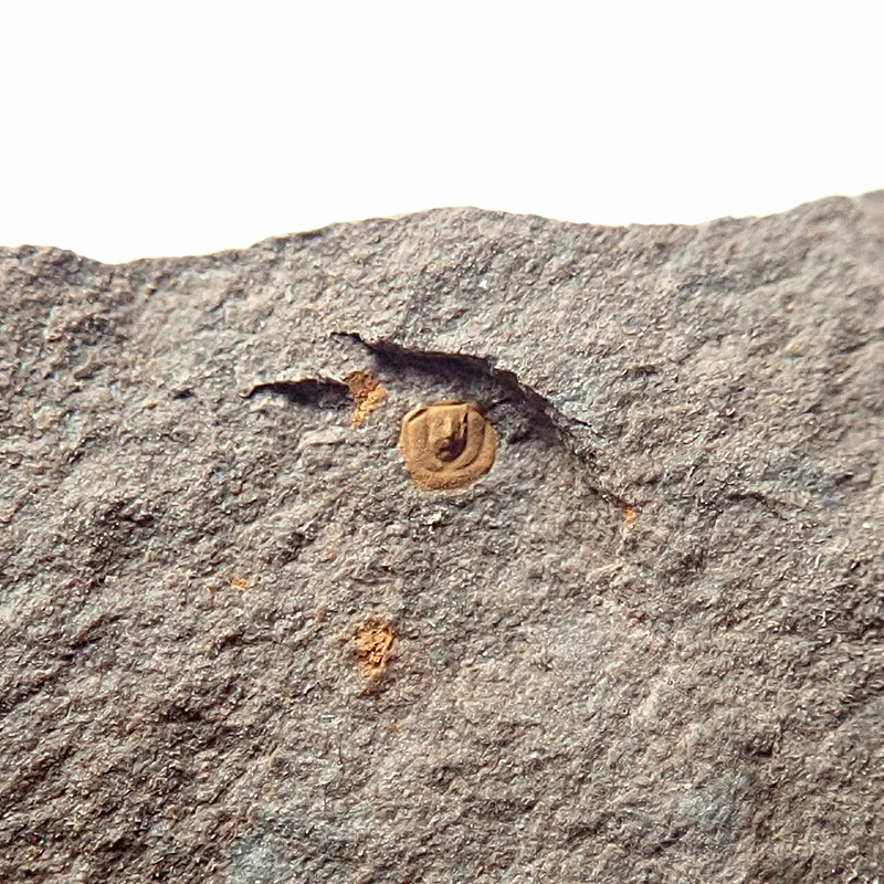 Ocasní krunýř - 1 mm (sag), Týřovice - Pod hruškou, 2025