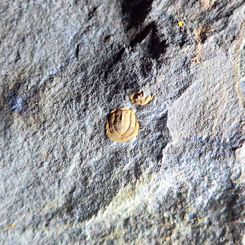 Ocasní krunýř - 3 mm (sag), Týřovice - Pod hruškou, 2025