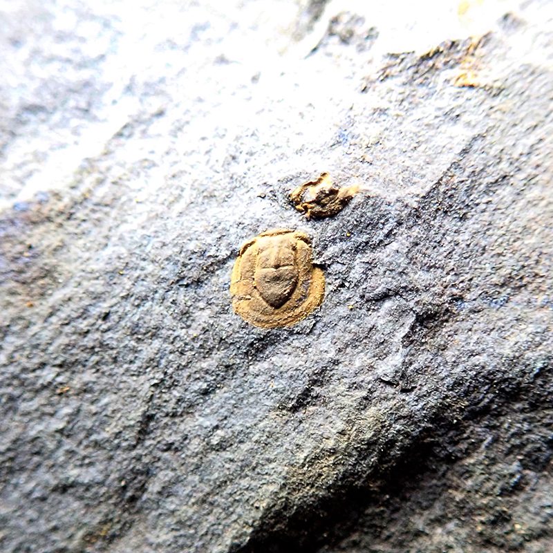 Ocasní krunýř - 3 mm (sag), Týřovice - Pod hruškou, 2025