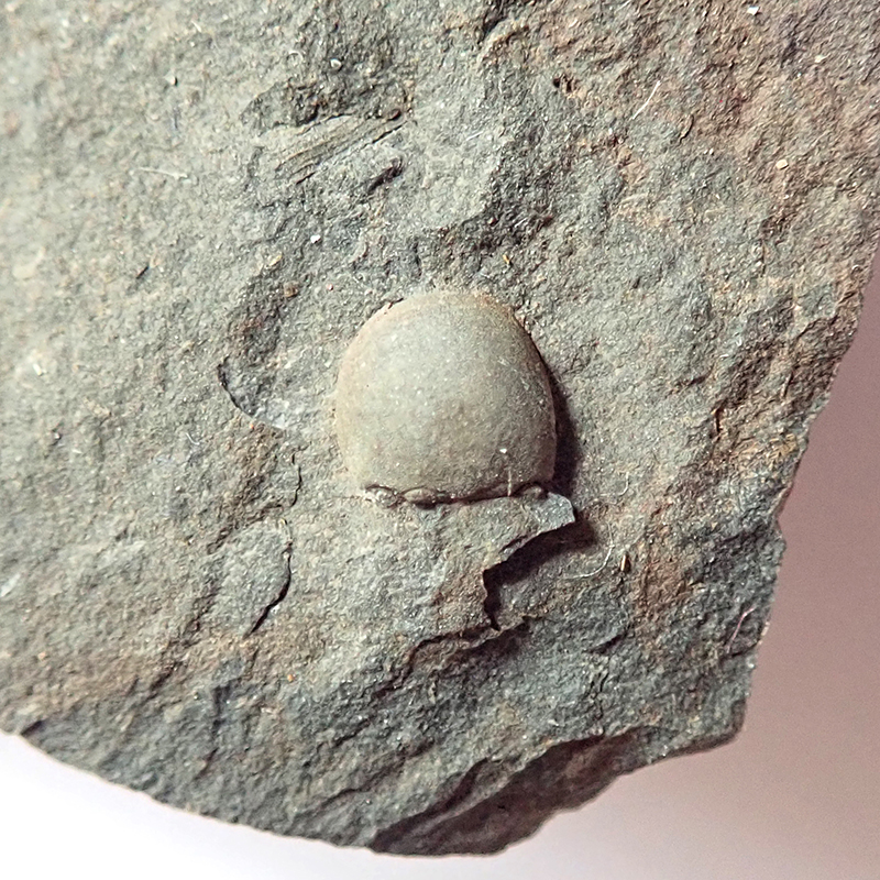 Hlavový krunýř - 4 mm (sag), Dlouhá hora, 2025