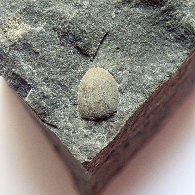 Hlavový krunýř - 4 mm (sag), Dlouhá hora, 2025