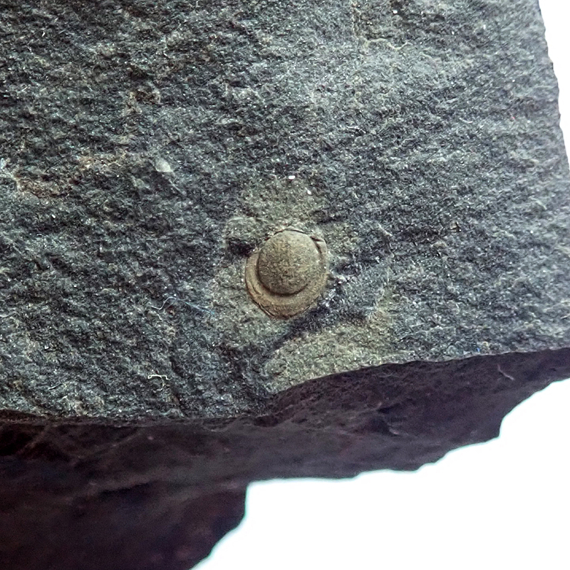 Ocasní krunýř - 3 mm (sag), Dlouhá hora, 2025