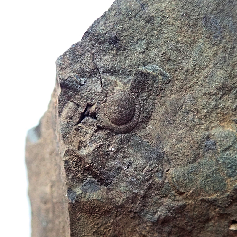 Ocasní krunýř - 3 mm (sag), Dlouhá hora, 2025