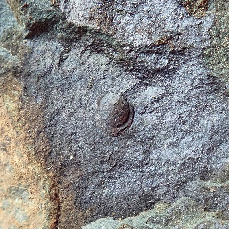 Ocasní krunýř - 3 mm (sag), Dlouhá hora, 2025