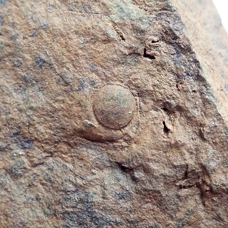 Ocasní krunýř - 4 mm (sag), Dlouhá hora, 2025