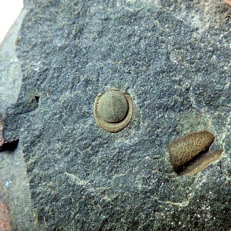 Ocasní krunýř - 4 mm (sag), Dlouhá hora, 2025