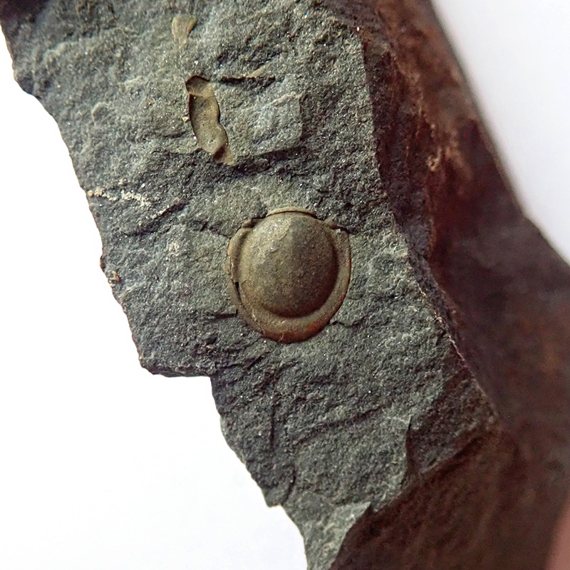 Ocasní krunýř - 5 mm (sag), Dlouhá hora, 2025