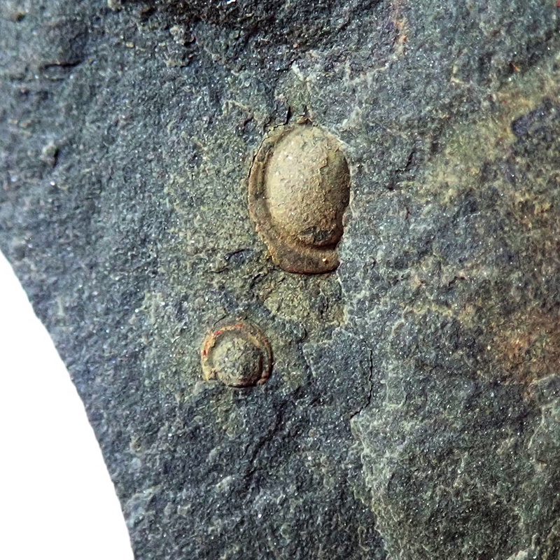 Ocasní krunýř - větší pygidium 5 mm (sag), Dlouhá hora, 2025