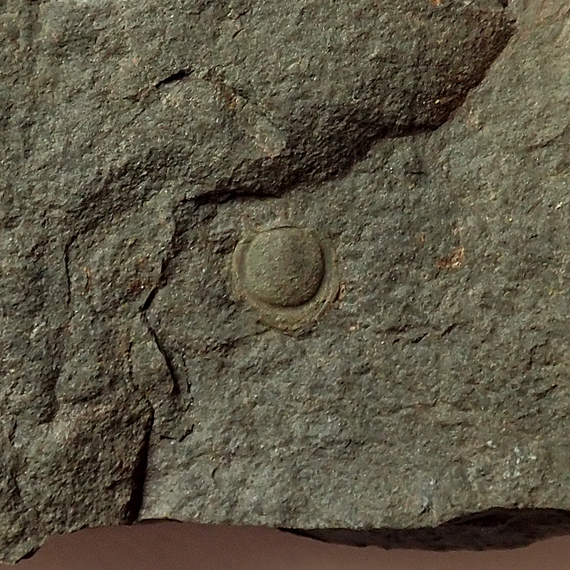 Ocasní krunýř - 5 mm (sag), Dlouhá hora, 2025