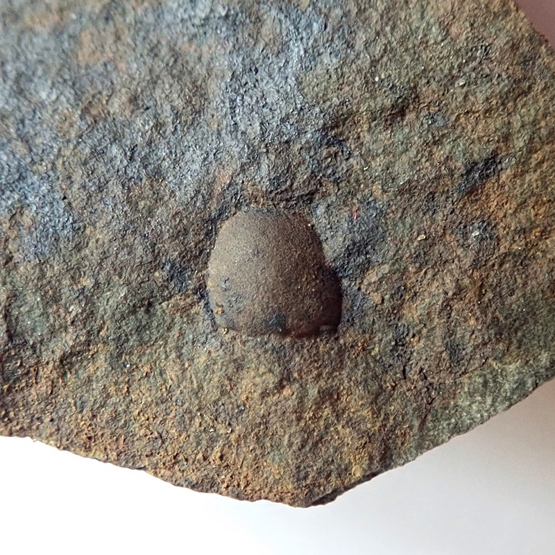 Hlavový krunýř - 4 mm (sag), Dlouhá hora, 2025