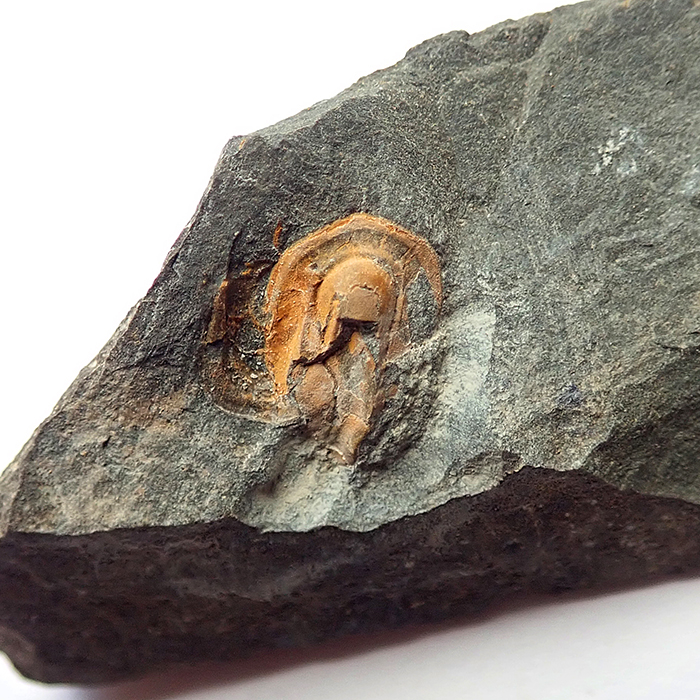 10 mm (sag), Karáskova rokle, 2025